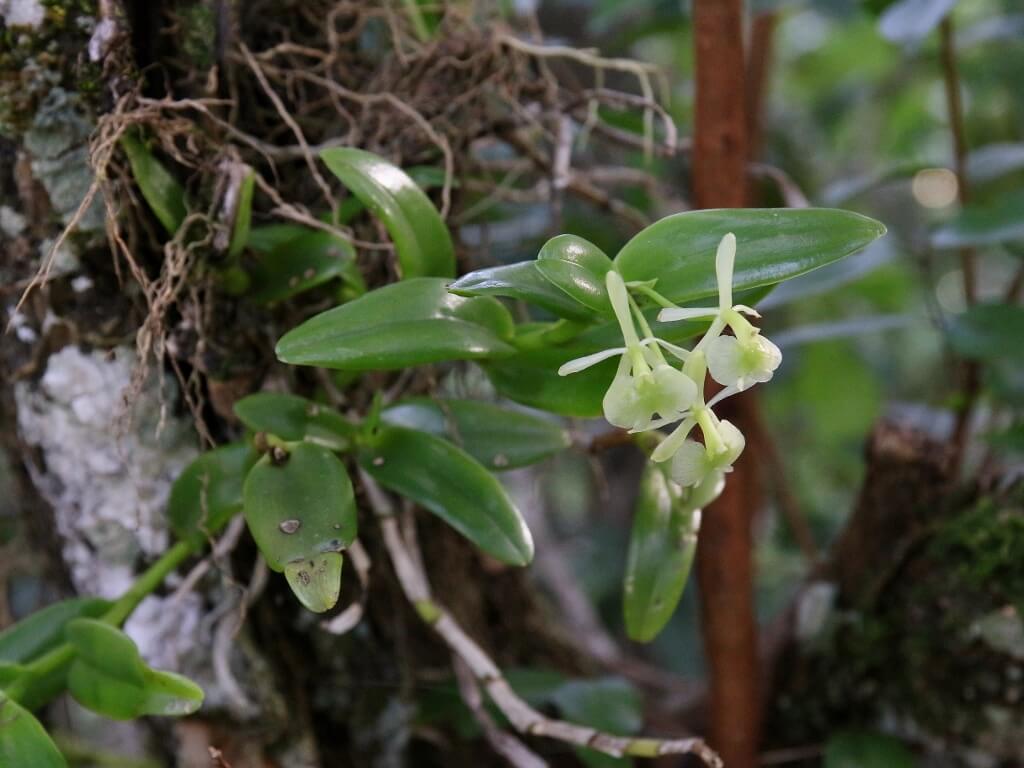 Epidendrum difforme